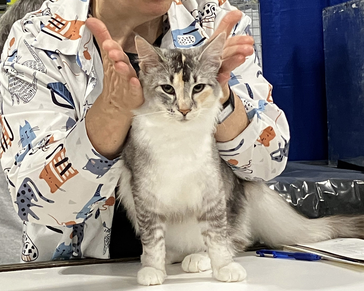 Wedgie Kitten